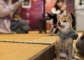 Charming Pet Cafes