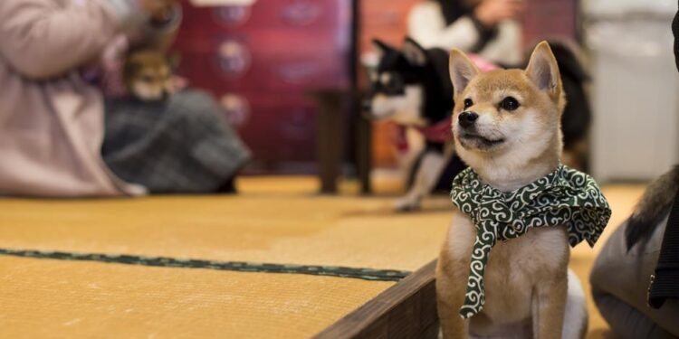 Charming Pet Cafes