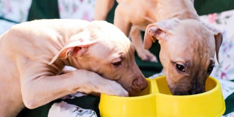 pitbull-chihuahua-mix