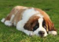5 Dog breeds prone to health issues