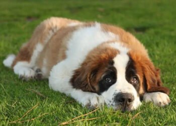 5 Dog breeds prone to health issues