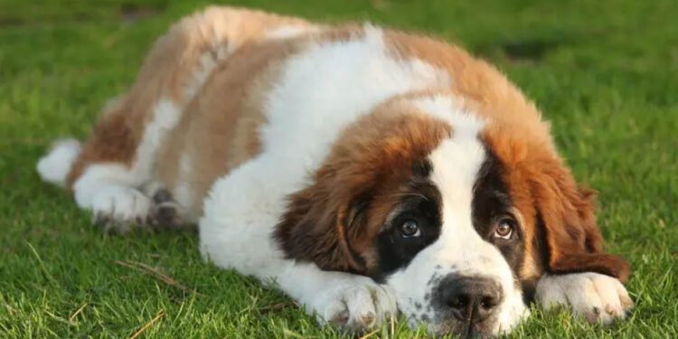 5 Dog breeds prone to health issues