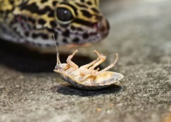 Dubia Roaches in Enriching Your Reptile's Life
