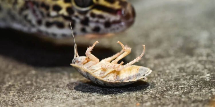 Dubia Roaches in Enriching Your Reptile's Life