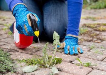 Thrifty Gardening Solutions