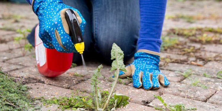 Thrifty Gardening Solutions