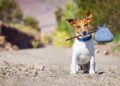Traveling with Pets