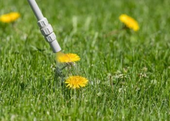 Weed Killer For Lawns