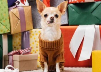 Why Choose Unique Gifts for Dog Lovers