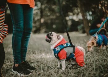 Exploring the Top 4 Benefits of Dog Bungee Leashes