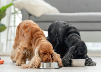 How to Tailor Your Dog's Diet Based on Specific Health Conditions