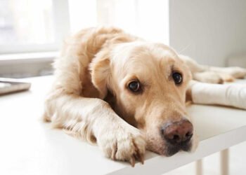24-Hour Pet Care