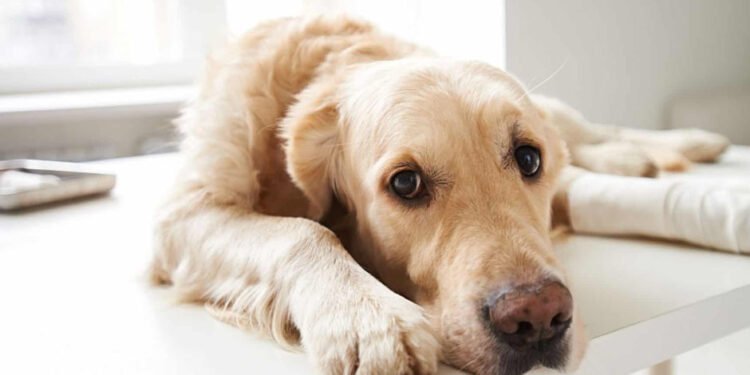 24-Hour Pet Care