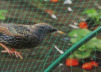 Anti-Bird Netting