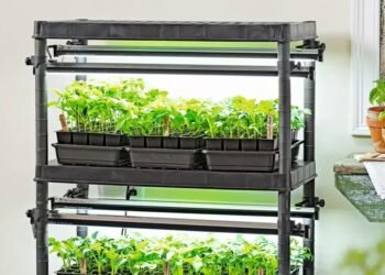 Growing Lettuce Indoor From Seeds With LED Grow Light
