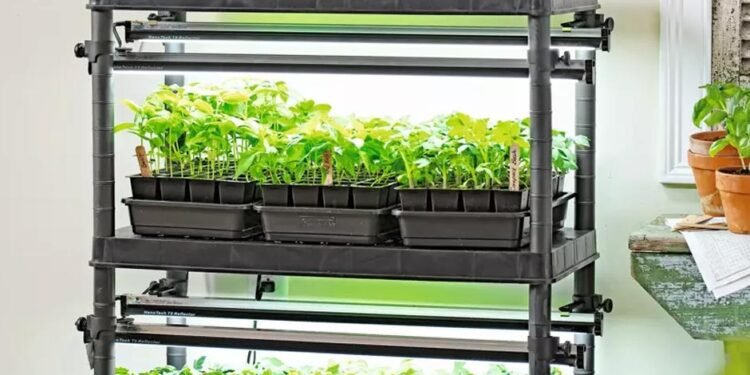 Growing Lettuce Indoor From Seeds With LED Grow Light