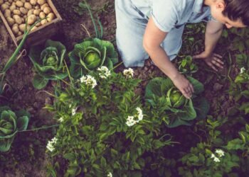 The Homeowners Guide To Gardening
