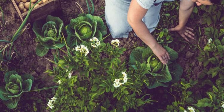 The Homeowners Guide To Gardening