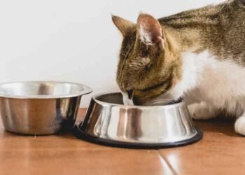 Is-It-Time-to-Reassess-Your-Cat’s-Diet