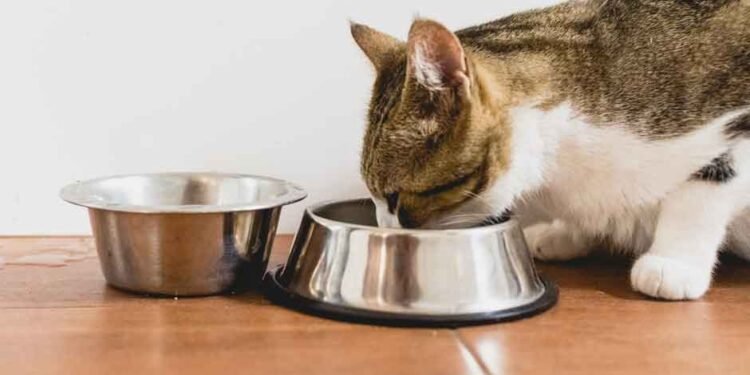 Is-It-Time-to-Reassess-Your-Cat’s-Diet