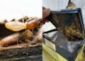 Termites Baiting Systems Wood-Damaging Pests – Guide to Get Control