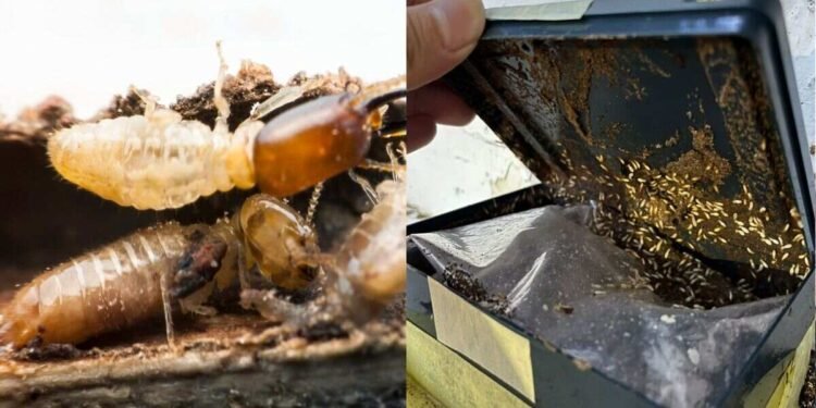Termites Baiting Systems Wood-Damaging Pests – Guide to Get Control