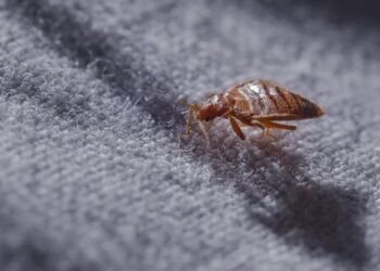 Bed Bug Pest Control for Apartment Dwellers