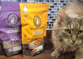 The-Pros-and-Cons-of-Freeze-Dried-Cat-Treats