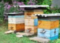 Backyard Beekeeping