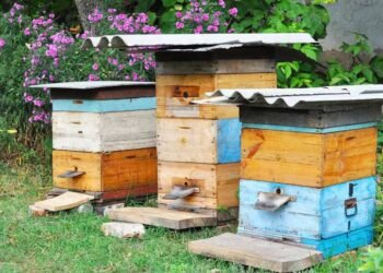 Backyard Beekeeping