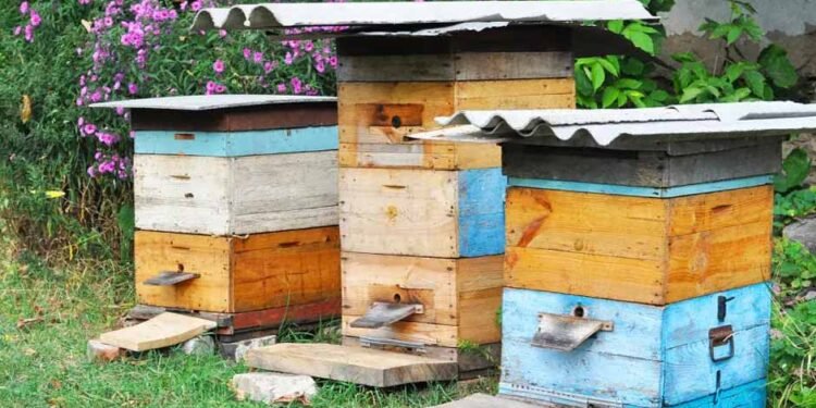 Backyard Beekeeping