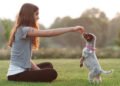 Puppy Training