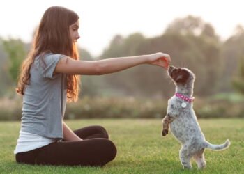 Puppy Training