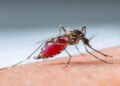 The Battle Against Mosquitoes
