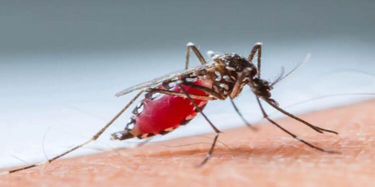 The Battle Against Mosquitoes