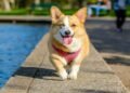 6-Helpful-Tips-to-Keep-Your-Dog-Happy-and-Healthy