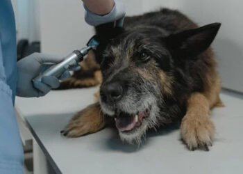 9 Great Strategies to Improve Your Animal Clinic