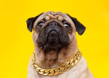 Neckwear for Your Beloved Pet