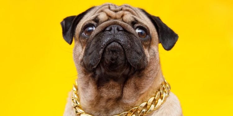 Neckwear for Your Beloved Pet