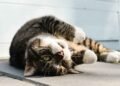 Strategies for Searching for Lost Cats