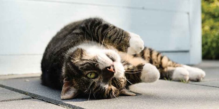 Strategies for Searching for Lost Cats