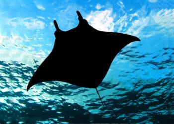 Swimming With Manta Rays