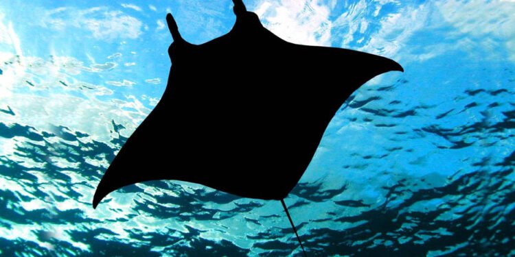 Swimming With Manta Rays