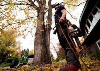 To Remove a Tree On Your Australian Property