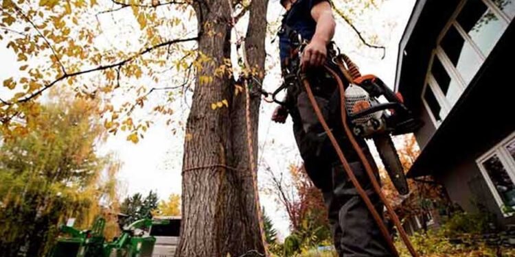 To Remove a Tree On Your Australian Property