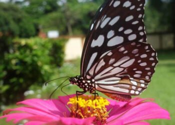 attract wildlife to Your Garden