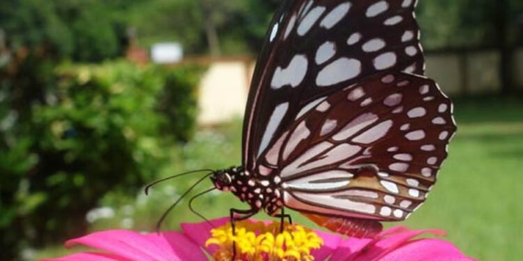 attract wildlife to Your Garden