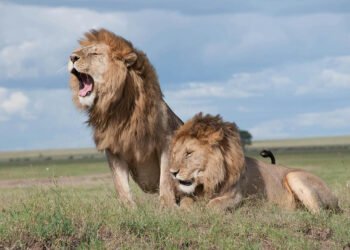 A Journey Through Africa's Lion Habitats