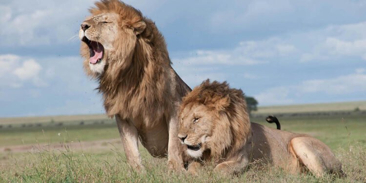 A Journey Through Africa's Lion Habitats