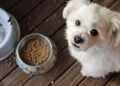 Buying Fresh Dog Food